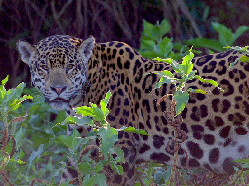 ジャガーの画像