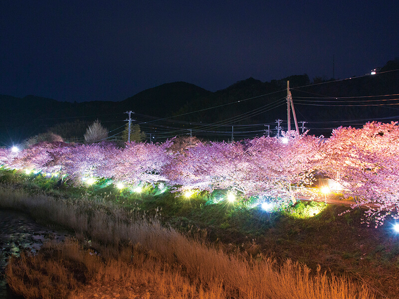 河津桜まつり