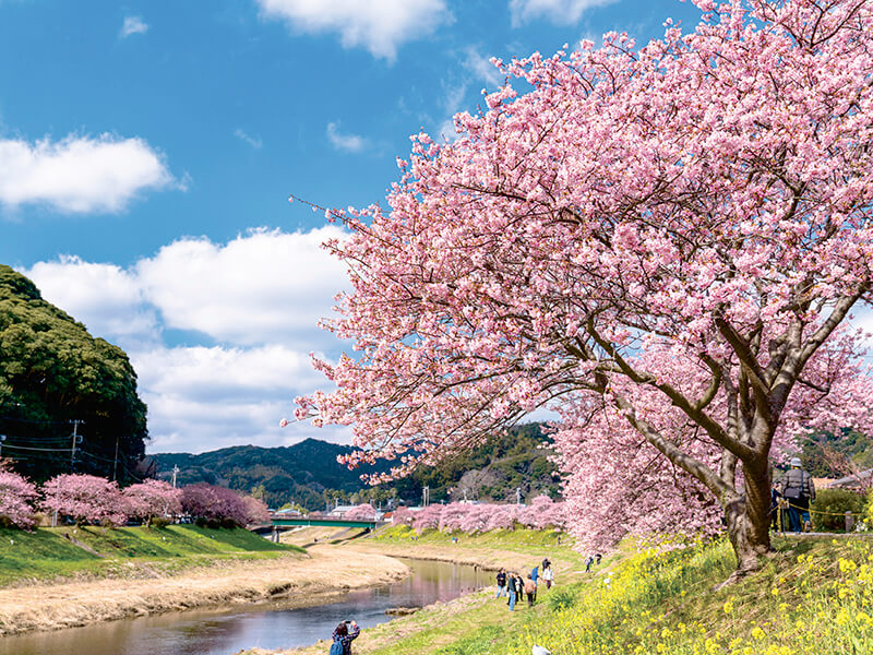 河津桜