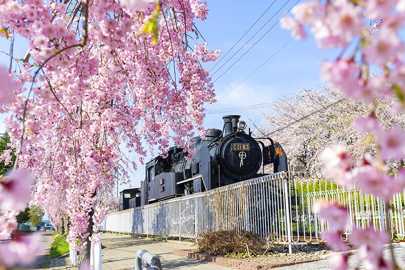 日中線のしだれ桜とSL