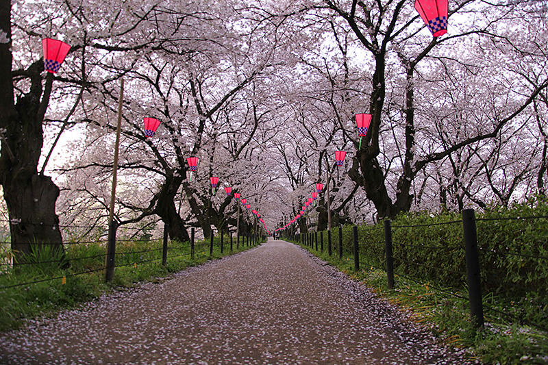 桜のトンネル