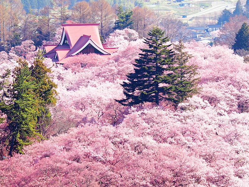 高遠城址公園 桜