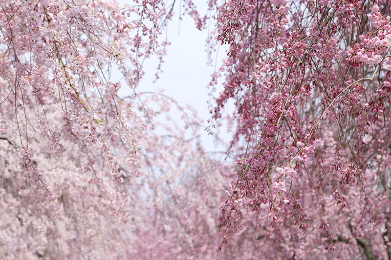 日中線のしだれ桜