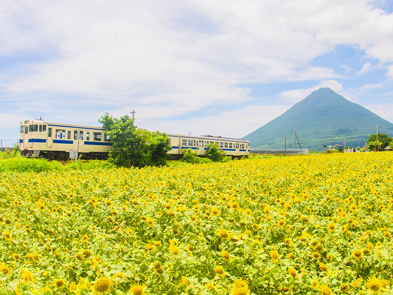 ひまわりと西大山駅