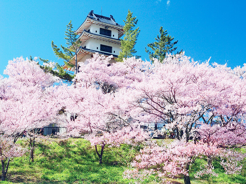 高遠城址公園 桜