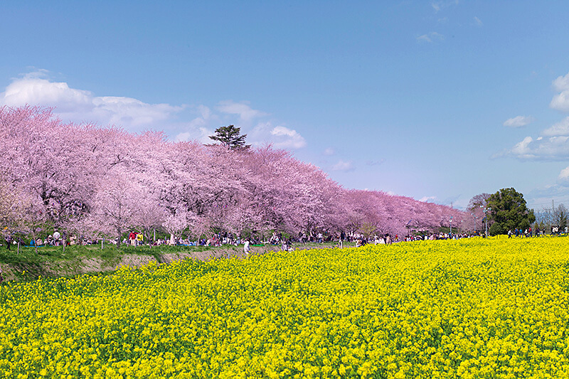 桜と菜の花