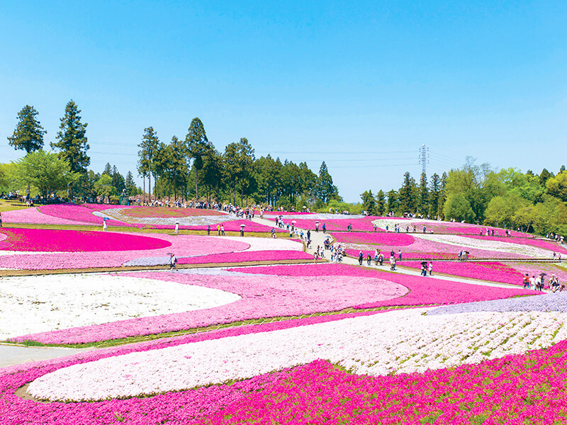 羊山公園の芝桜
