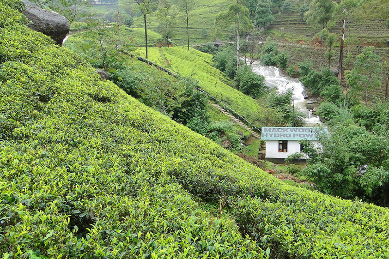 Labookellie Tea