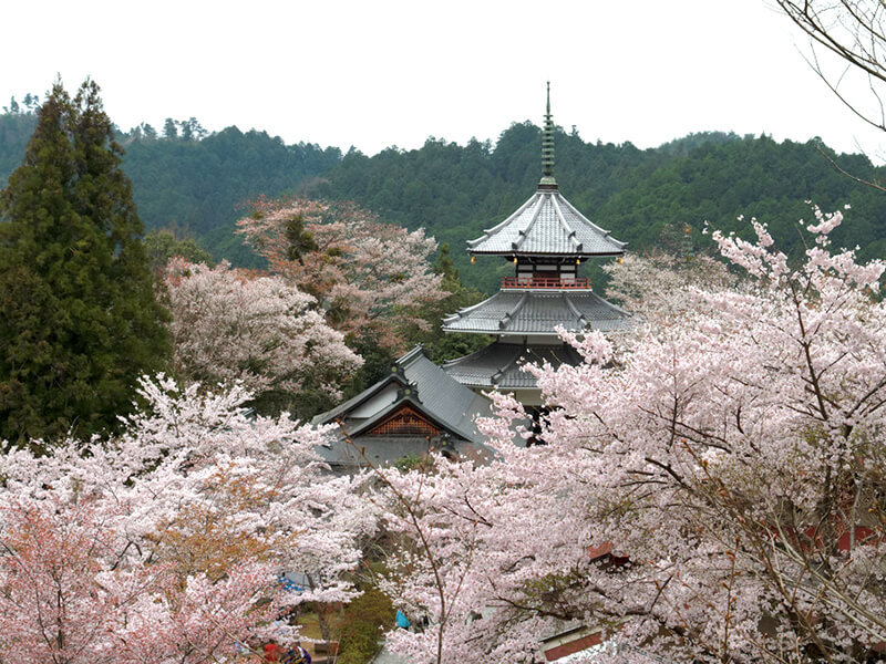 吉野山 桜