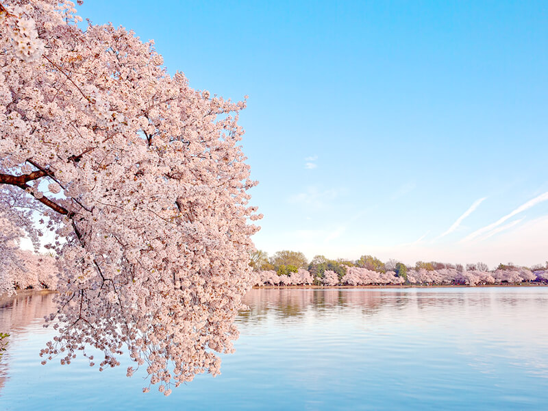 ワシントンのDC桜