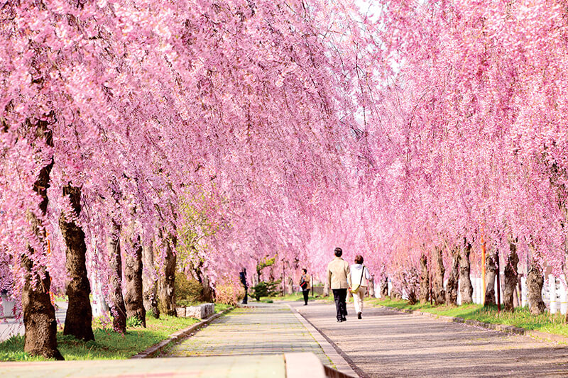 日中線のしだれ桜