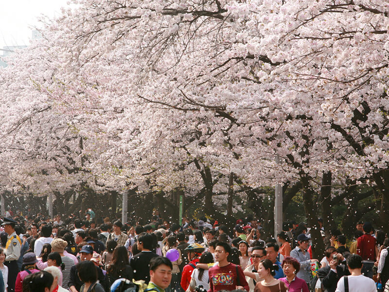 汝矣島の桜