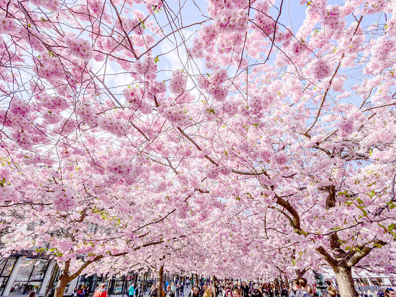 スウェーデン王立公園の桜