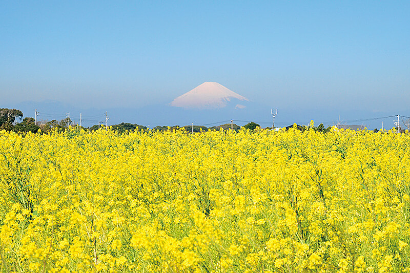 富士山と菜の花畑