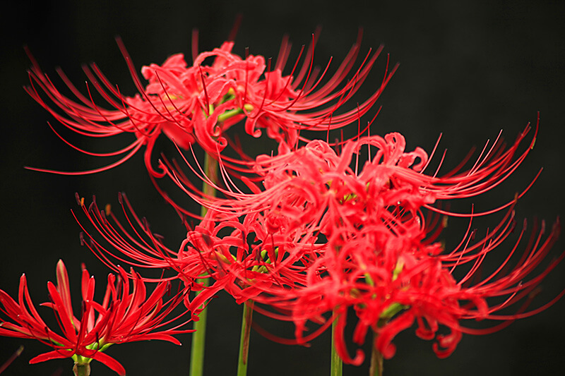 秋の曼珠沙華
