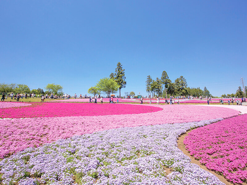 羊山公園の芝桜