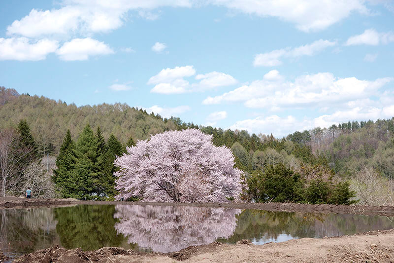 針山の天王桜