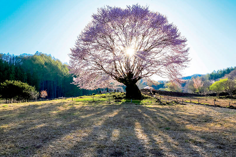 針山の天王桜