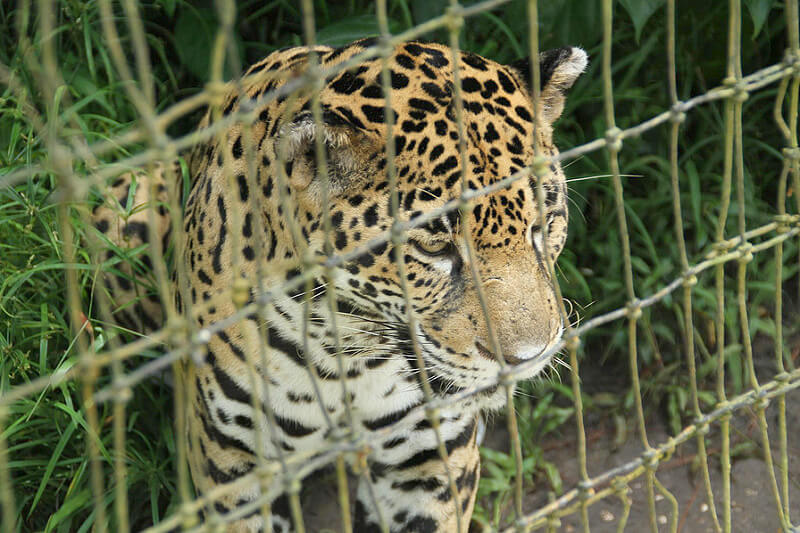 ベリーズ動物園