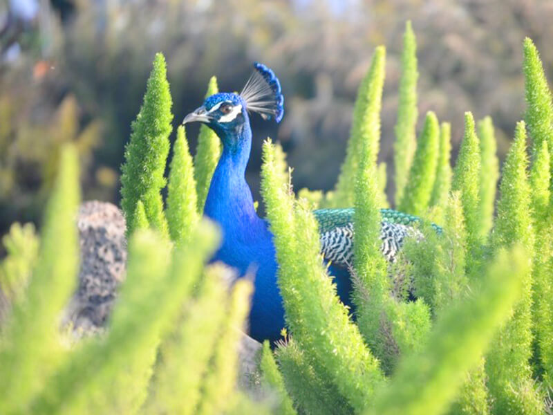 Peacock