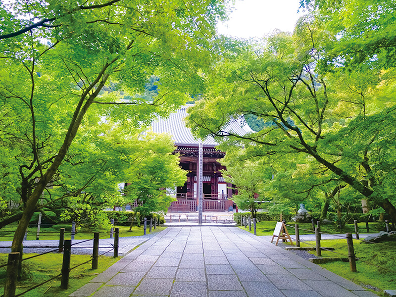 永観堂の新緑