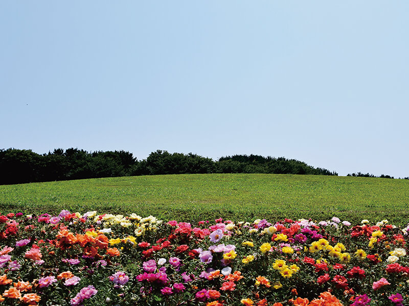 初夏の辻堂海浜公園