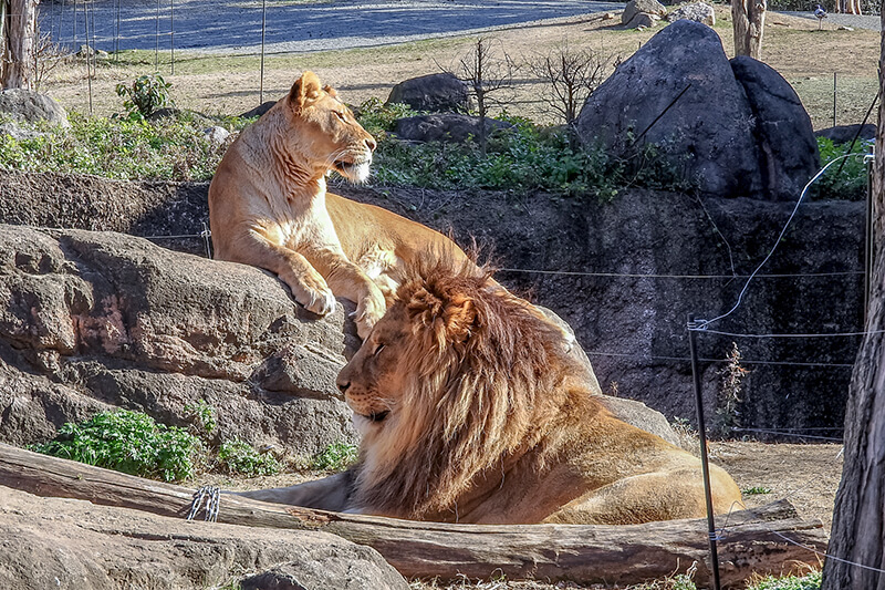 天王寺動物園のライオン
