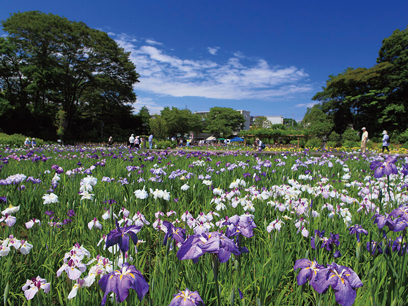 横須賀しょうぶ園 2012/06