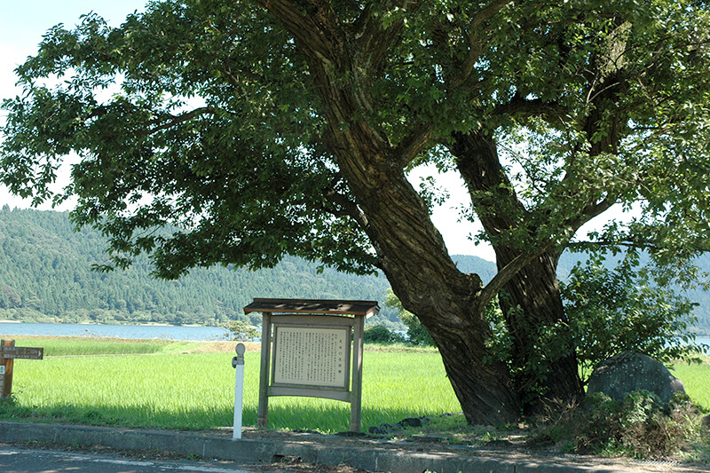 羽衣掛柳