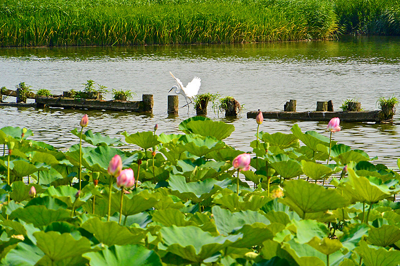 伊佐沼公園