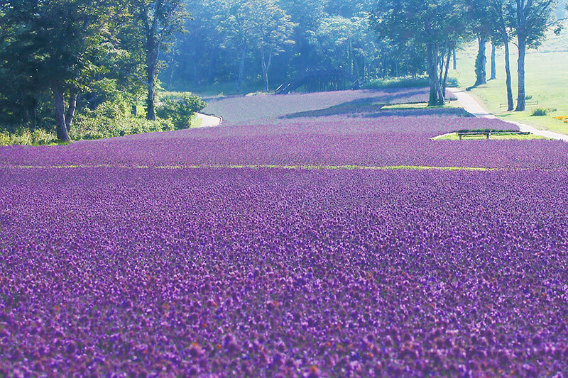 ラベンダー畑