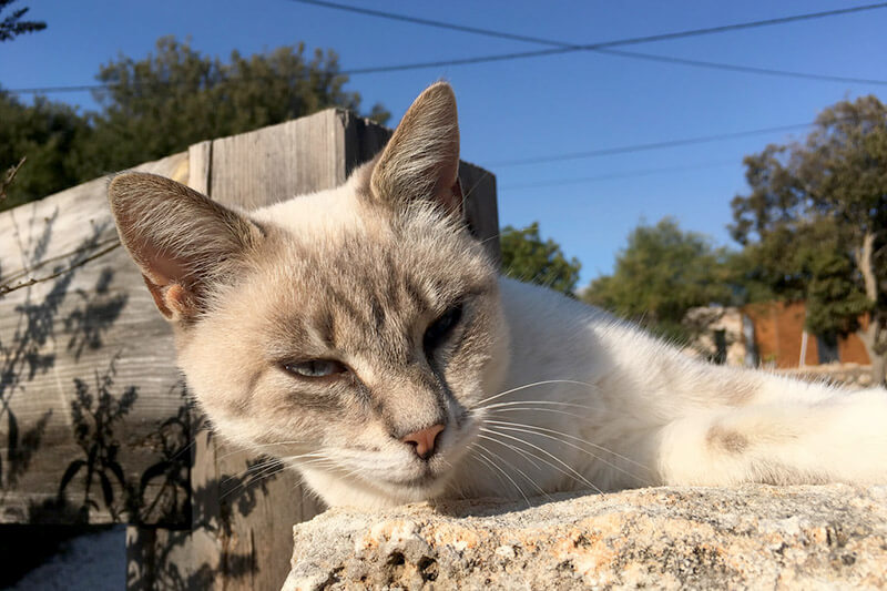 コルシカ島の猫