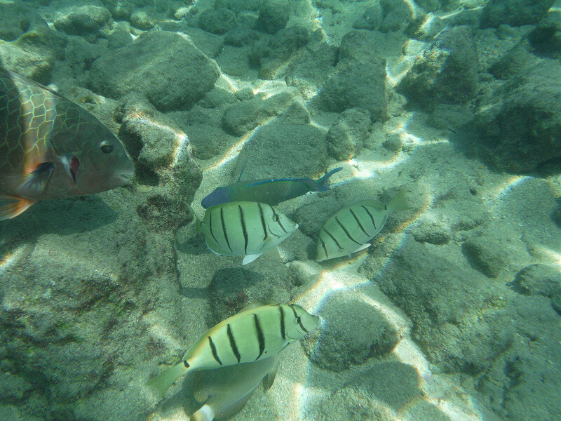 ハナウマ湾の海中