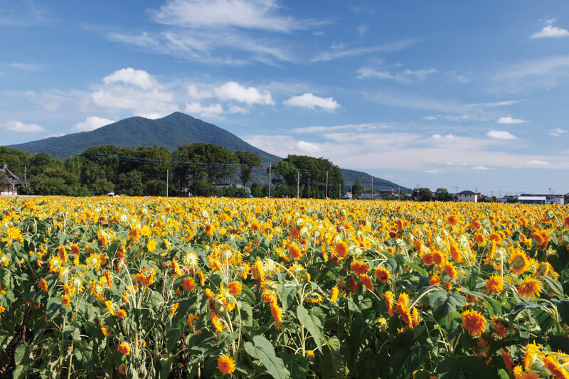 明野ひまわり