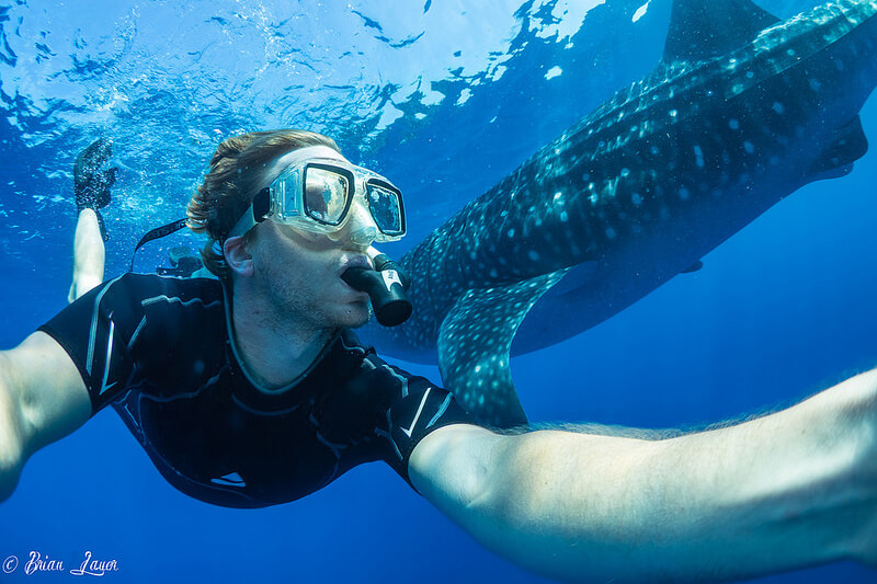 イスラムヘーレス島 ジンベエザメとダイビング