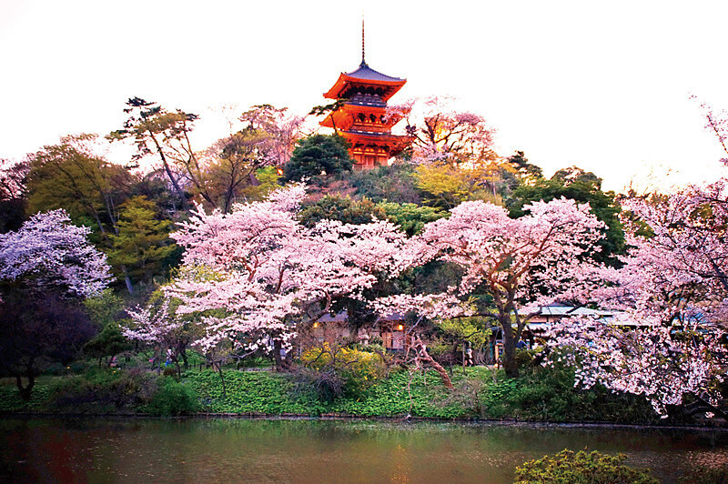 三渓園の桜