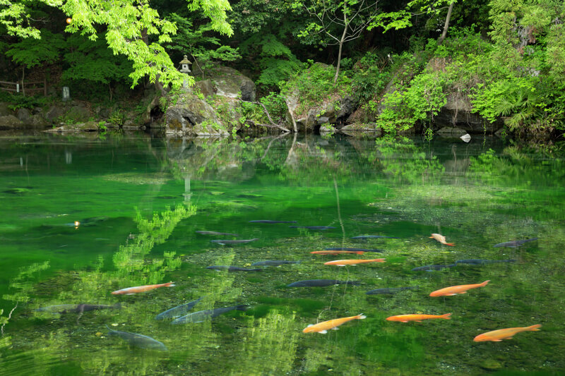 出流原弁天池湧水 佐野