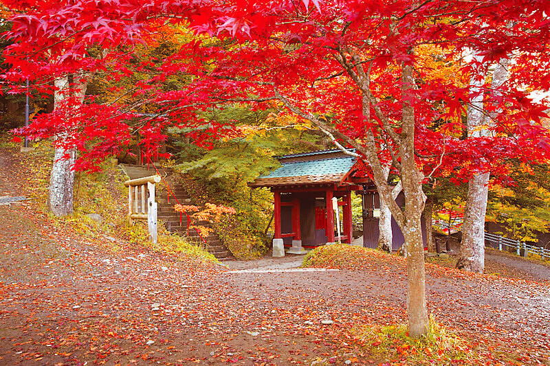 中野もみじ山 紅葉
