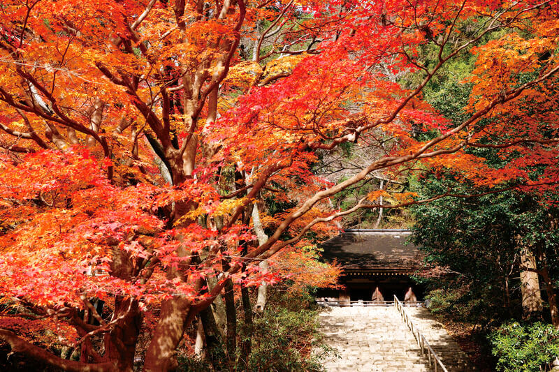 秋の室生寺 鎧坂 金堂 紅葉