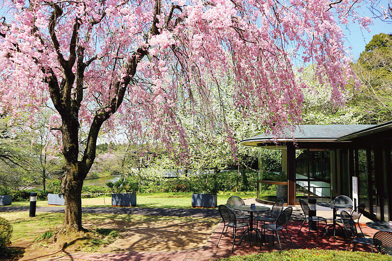 DIC川村記念美術館のしだれ桜とギフトショップ