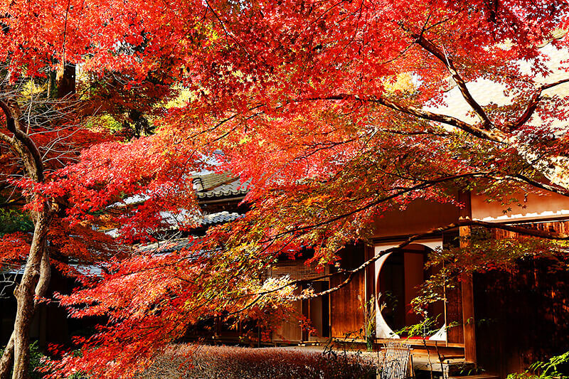 明月院 紅葉