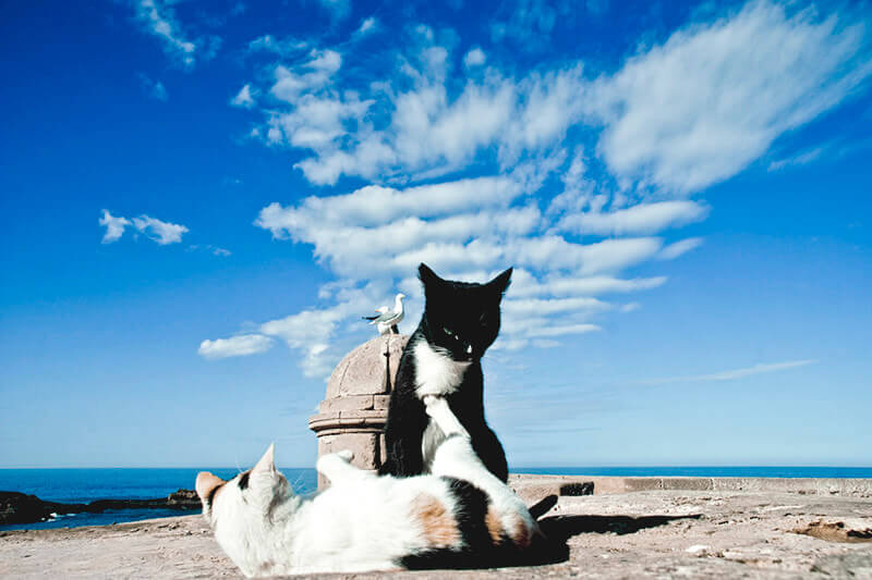 エッサウィラ 猫
