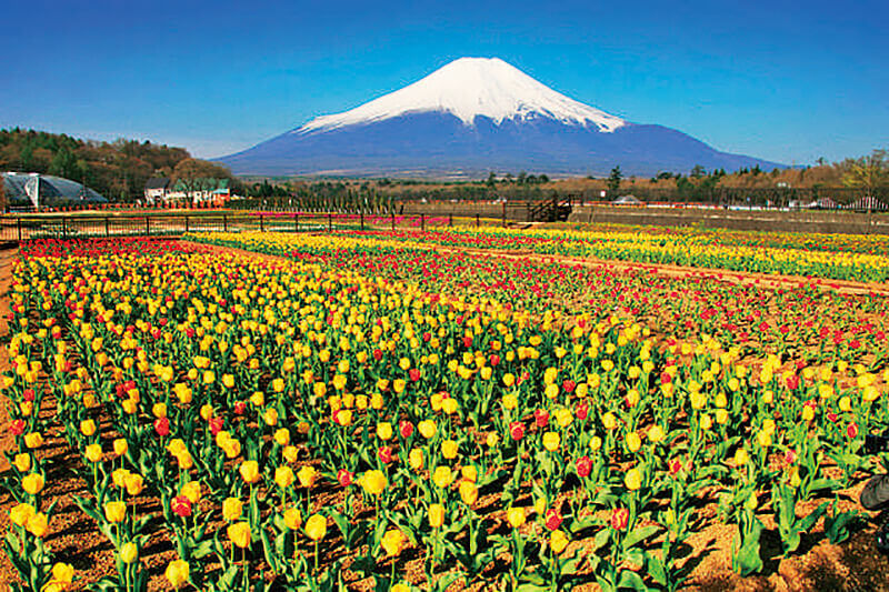 山中湖 花の都公園 富士山