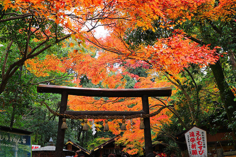 野宮神社の紅葉