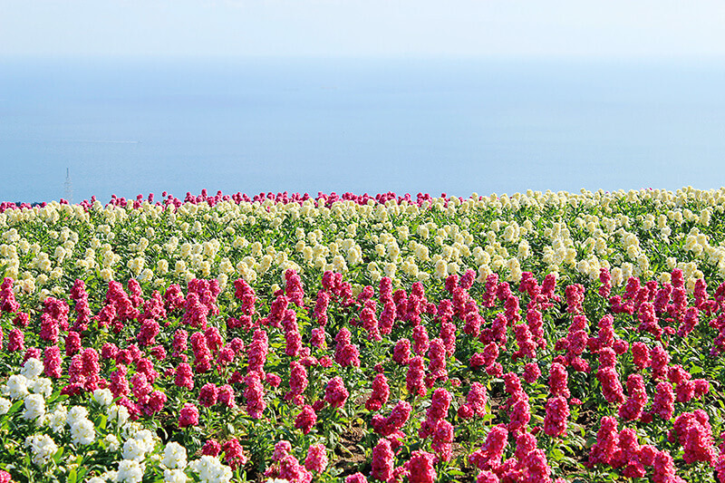 兵庫県立あわじ花さじき 冬 2010年