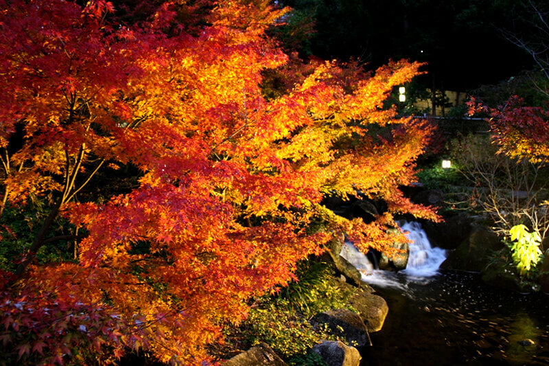 徳川園 紅葉 ライトアップ