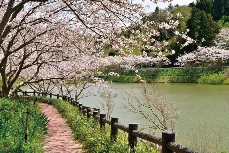 佐久間ダム 桜