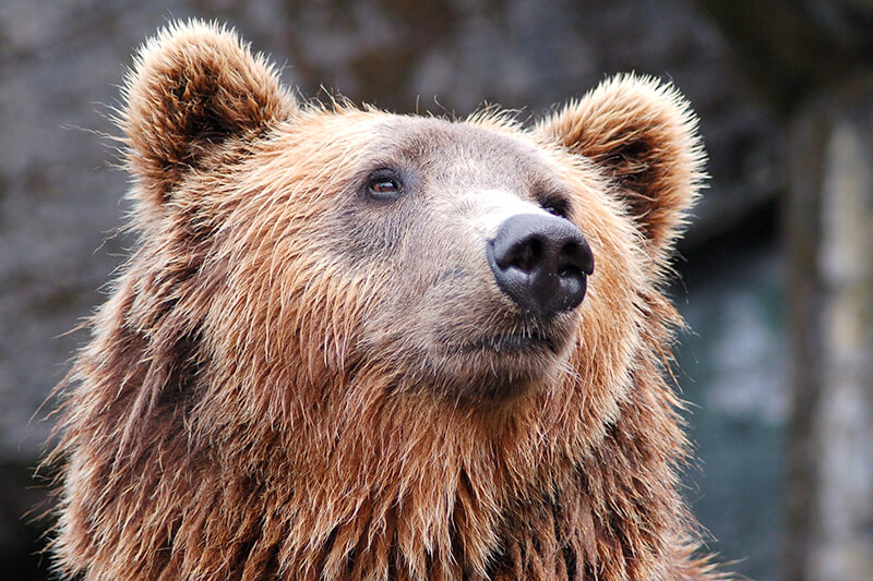 ヒグマのイメージ