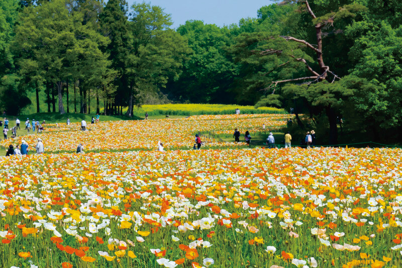 国営武蔵丘陵森林公園 ポピーの花畑