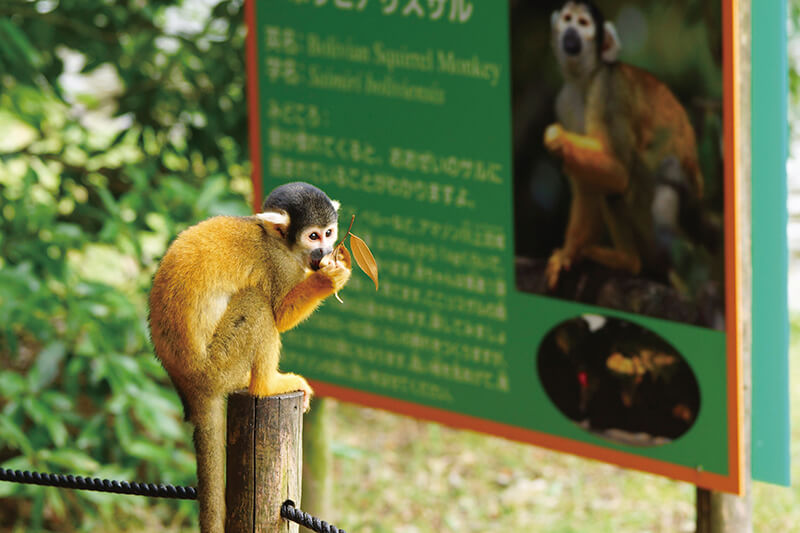 日本モンキーセンター